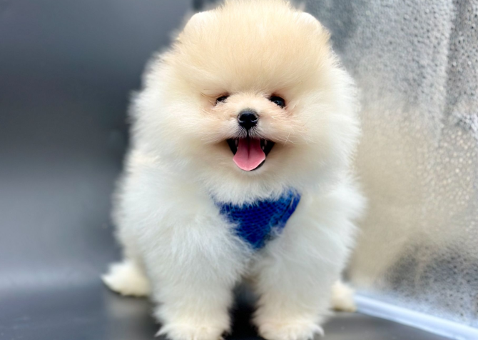 Pomeranian Boo Yavrular